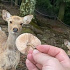 March Mushrooms at Mount Wakakusayama 若草山 