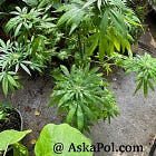 Sen. Barrasso opposes marijuana federally & says, "I oppose Wyoming taking any action as well!”
