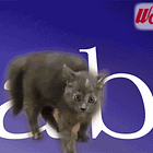 Many News! Much Cats! Today in Wonkette!