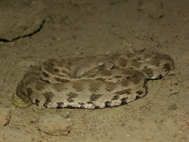 A Levantine viper, one of the only confirmed inhabitants of Kalaria since 2017. (Editor’s note: lol. lmao even.) Source: Wikipedia