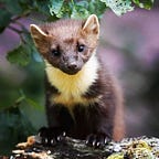 Wildlife Photos