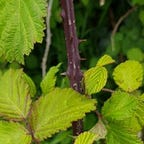Green Dreams