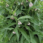 Herbs Not Weeds