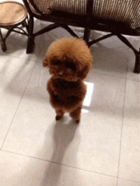 Cute Dog GIFs - Get the best GIF on GIPHY