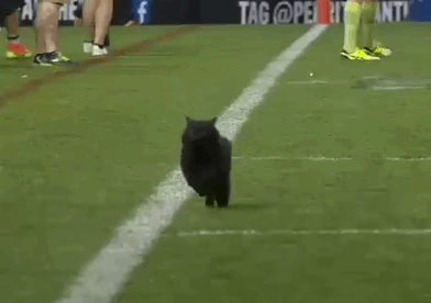 Gatto nero interrompe partita di Rugby ed è subito photoshopbattles -  amoreaquattrozampe.it