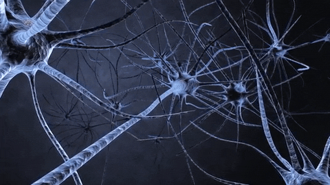 brain neuron GIF by Harvard University