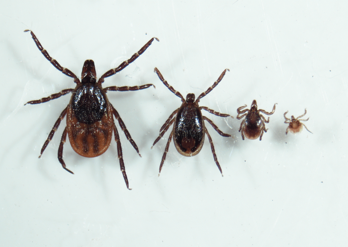 Health: Epidemiology Resource Center: Ixodes scapularis