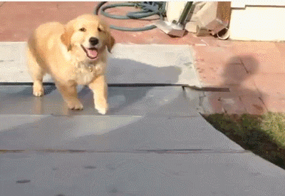 An Ode to Recruiters (in Puppy Gifs)