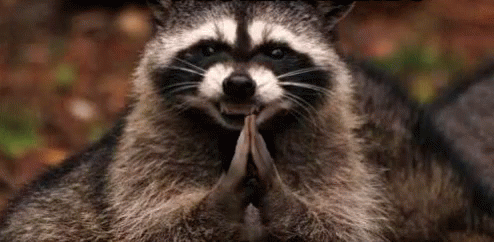 Evil Raccoon GIFs | Tenor