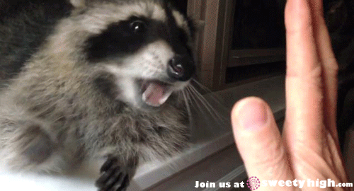 THIS | Raccoon funny, Raccoon, Funny animals