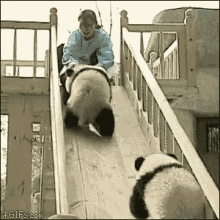 Panda Cubs On Slide GIFs | Tenor