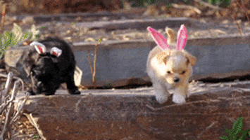 Small Animals GIFs - Get the best GIF on GIPHY