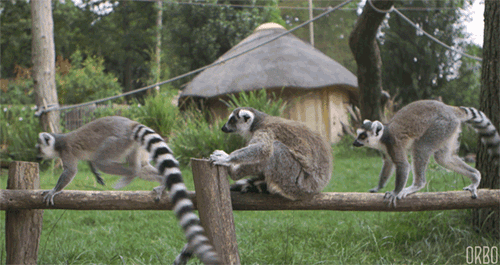 Lemurs GIF