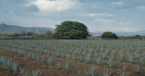 Sip Tequila tequila sip margarita agave GIF