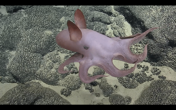 An adult Dumbo octopus seen drifting near the ocean floor
