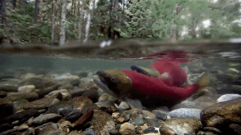 Salmon Spawning GIF - Find & Share on GIPHY