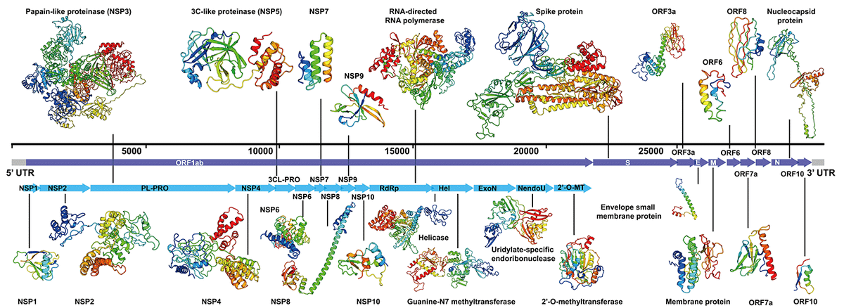 Modeling of the SARS-COV-2 Genome using I-TASSER