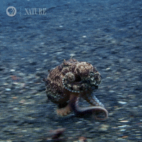 Gif of cephalopod scuttling across ocean floor