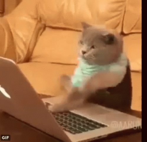 Cat Typing GIF - Cat Typing Group Chat Is Lit - Discover & Share GIFs