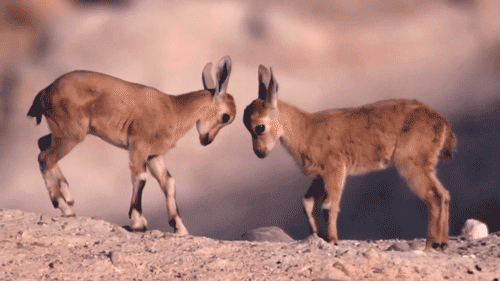 6 of the Cutest Baby Animals GIFs Inside - IRIS CRM