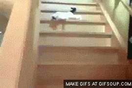 cat falling GIF