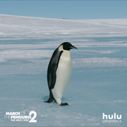 March Of The Penguins Walk GIF by HULU - Find & Share on GIPHY