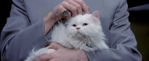 Austin Powers Cat GIF