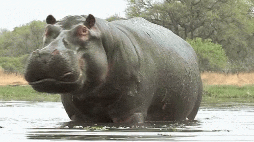 Hippo GIFs | Tenor