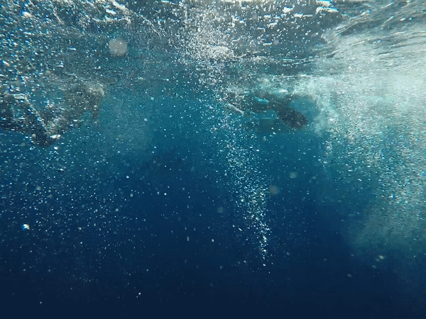 a gif of people swimming at the ocean surface with dolphins