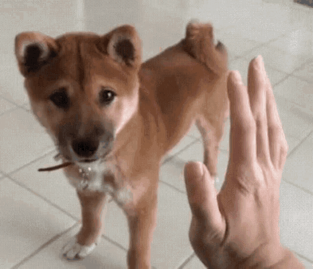 Dog High Five GIF - Dog HighFive ShibaInu GIFs