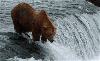 bear salmon GIF