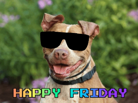 Dog Friday GIF by Nebraska Humane Society