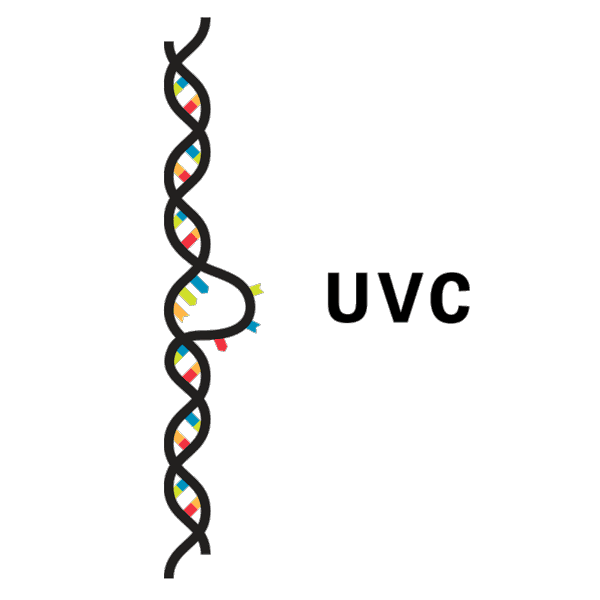 how UVC light affects DNA