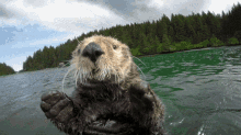 Otter Cute GIF - Otter Cute Floating GIFs