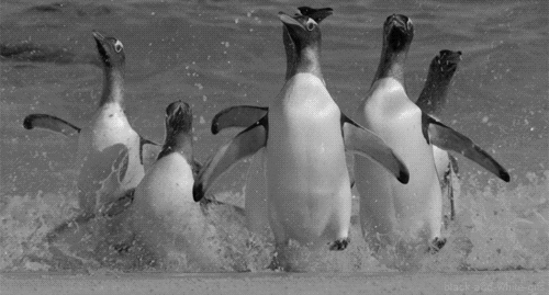 Community building pingüinil