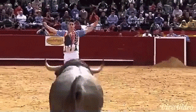 Image result for gif bull dodge