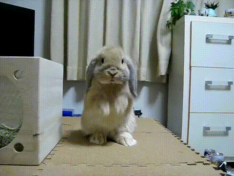 Animal gif. A gray lop-eared rabbit puts its paws together as if pleading or praying.