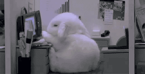 Animal Sleeping GIFs - Get the best GIF on GIPHY