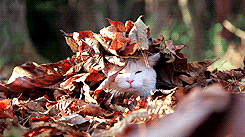 Un gatto bianco che emerge da un mucchio di foglie rosse autunnali