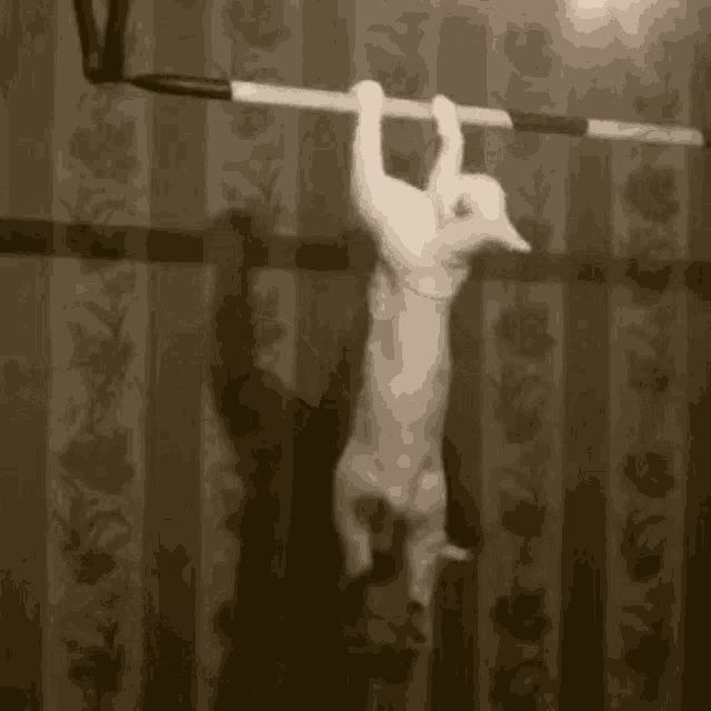 Cat Exercise GIF - Cat Exercise Pull Up GIFs