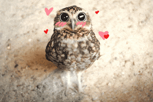 Owl Animation GIFs - Get the best GIF on GIPHY