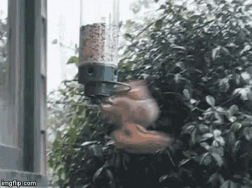 Spinning Squirrel Silly GIF - Spinning Squirrel Silly Spin GIFs