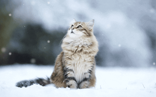 GIF image of cat in snow looking towards the sky while flakes fall slowly in background.