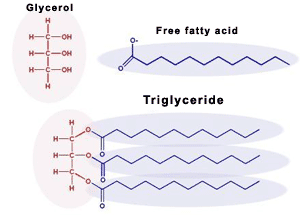 clinidiabet.com > cardiodiabetes > What are Triglycerides?