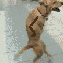 GIF) Dog, walking on two legs with drawn-on hands. | Funny cute, Funny gif,  Dog gifs