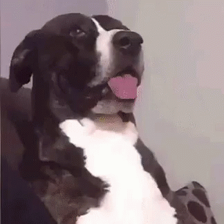 Surprised Dog GIFs | Tenor