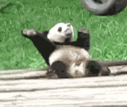 11 Cutest Animal GIFs EVER. #9 is my favorite. - Mogul | Cute animals,  Panda, Animals