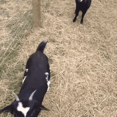 A goat in a pen fainting 