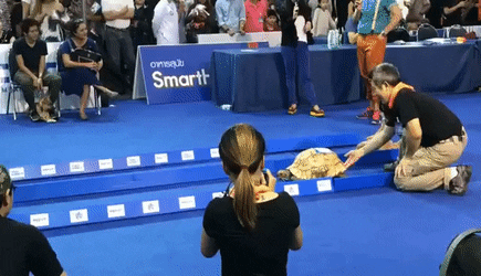 Top 30 Rabbit And Turtle GIFs | Find the best GIF on Gfycat