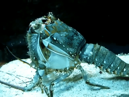 Gif mostrando uma lagosta tirando a sua casca.